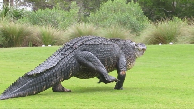 Massive gator commandeers golf course in South Carolina - Article - Bardown