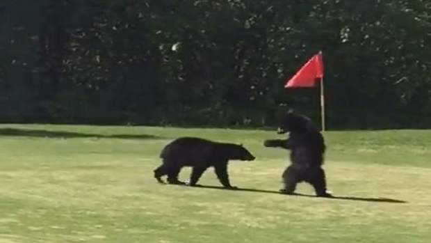 Black bear cubs