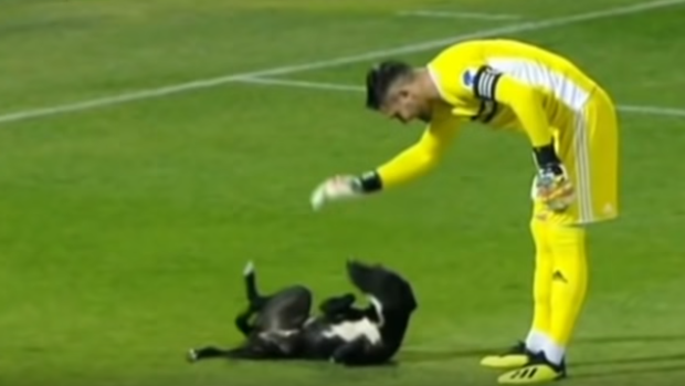 A Very Good Boy Invades Soccer Pitch, Seeks Out Belly Rubs - Article ...