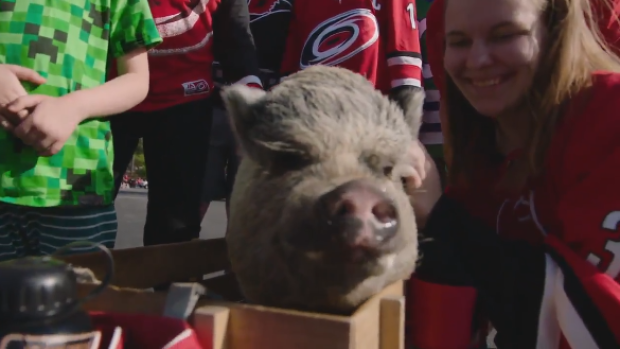 Meet Hamilton, the NHL therapy pig who is helping Carolina Hurricanes in  their bid for the Stanley Cup