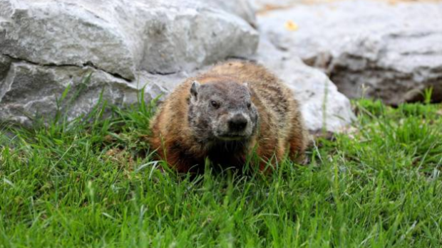 Groundhog invades track at Canadian Grand Prix, almost gets hit by ...
