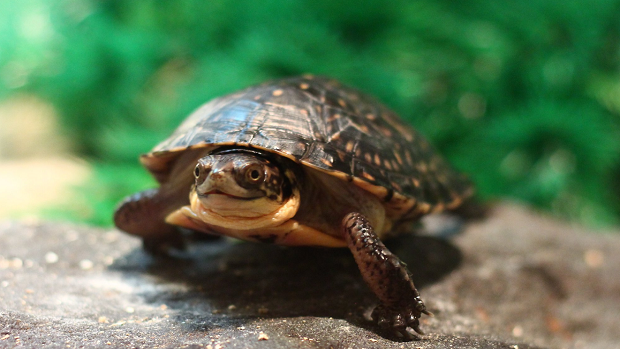 The Toronto Zoo is naming baby turtles after the Toronto Raptors and we ...