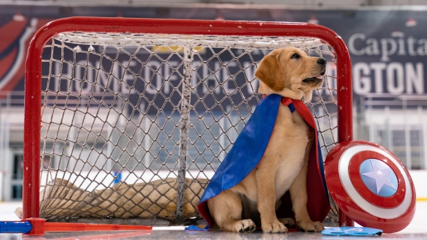 Capitals To Sponsor A Second Caps Pup In 2020