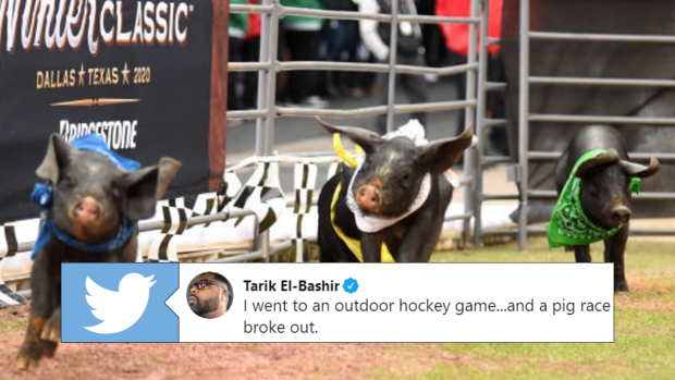 Pig Race at the Winter Classic