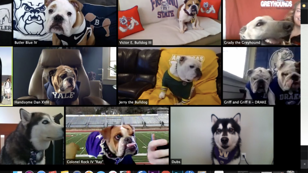 NCAA dogs on Zoom call