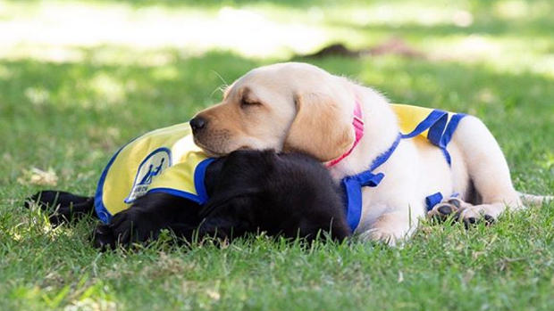 Photo via @chargerspup