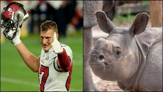 Tampa Bay zoo names baby rhino after ex-Wildcat Rob Gronkowski