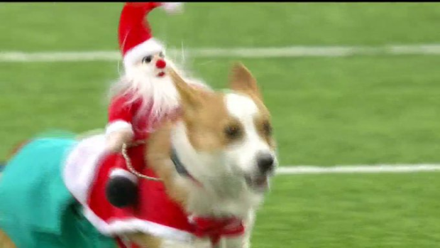 Meet some of the corgis that will be racing during halftime of the Bills  game